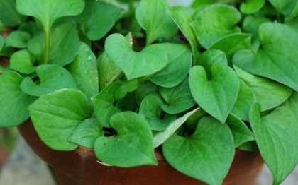 Rau diếp cá chữa viêm phổi